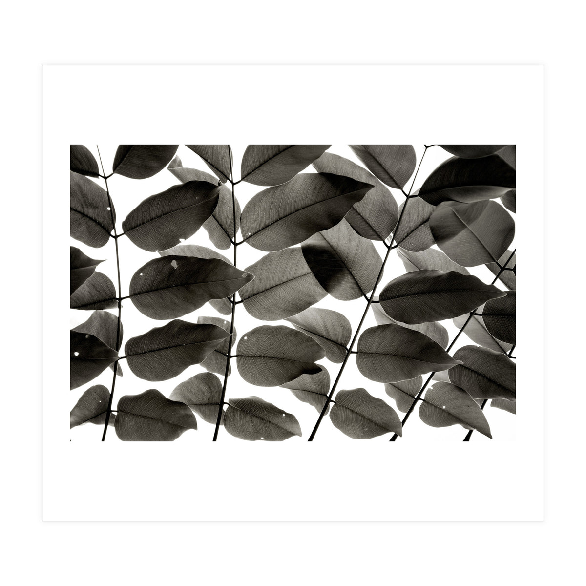 Branches and Leaves I (Print Only)