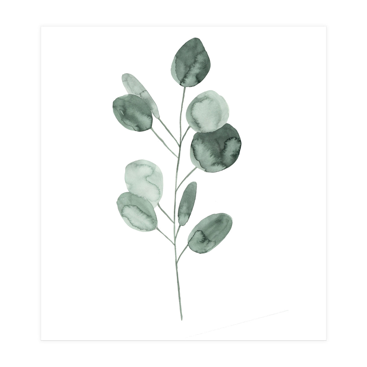 Botanical Illustration Eukalyptus2 (Print Only)