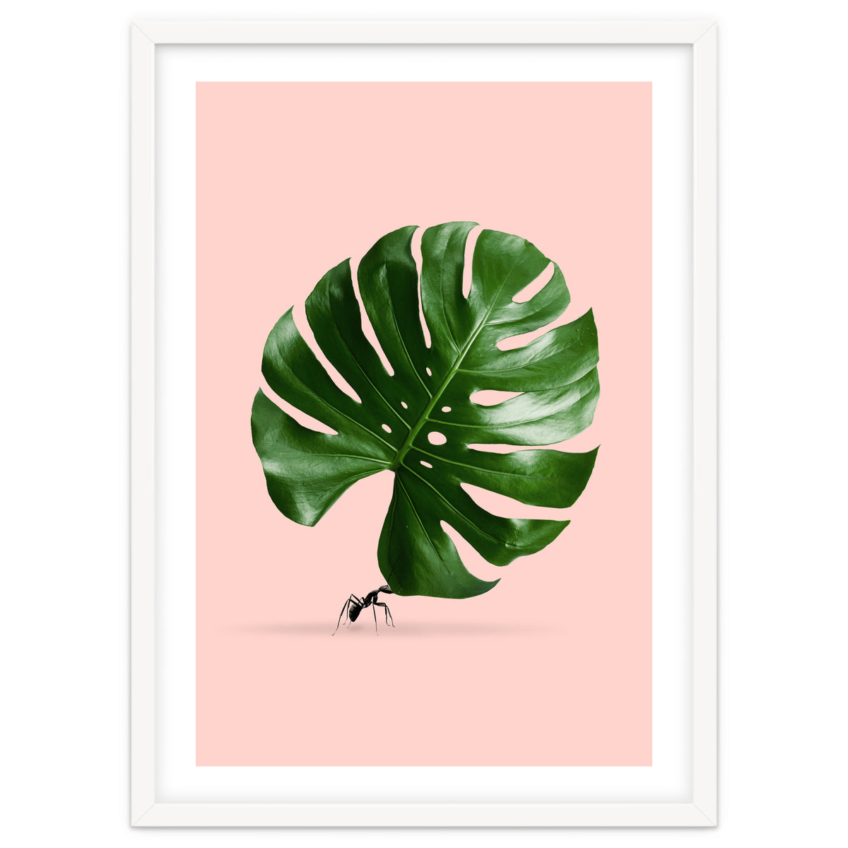 Monstera Ant
