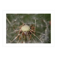 Dandelion Seeds (Print Only)