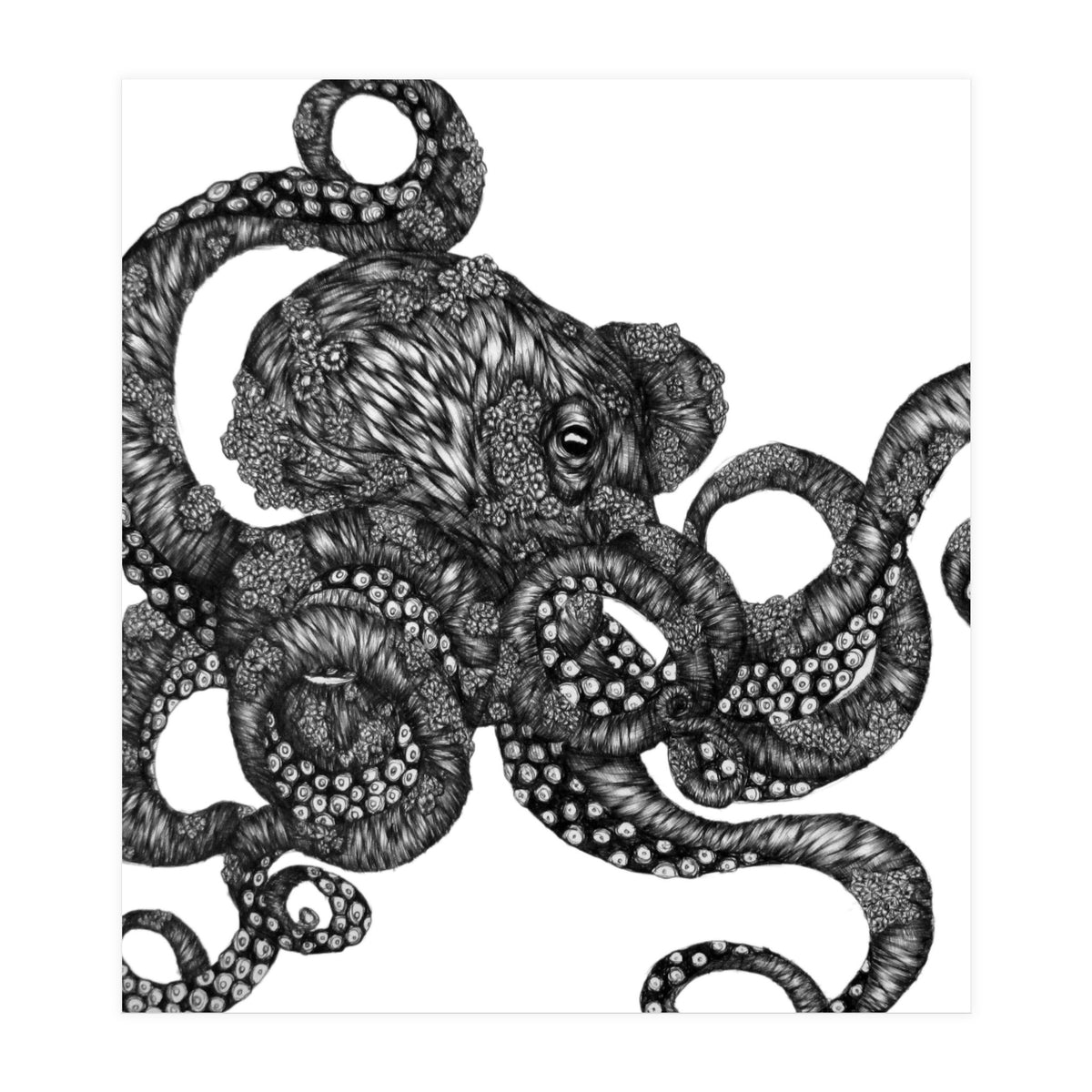 Barnacle Octopus (Print Only)