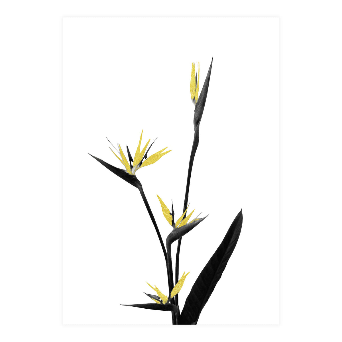 Flower Minimal Black And Gold 05 (Print Only)