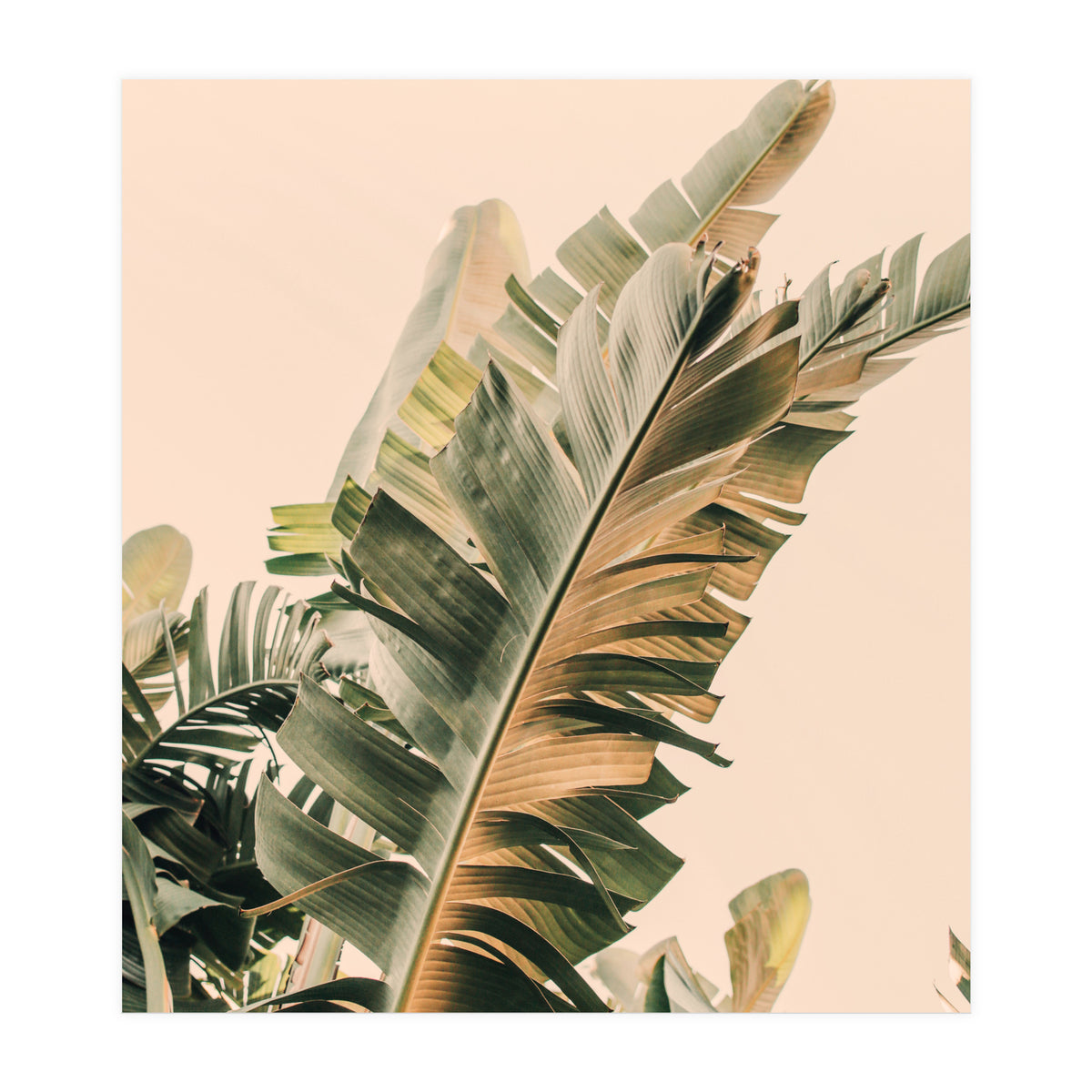 Growing Green Alicia Bock (Print Only)