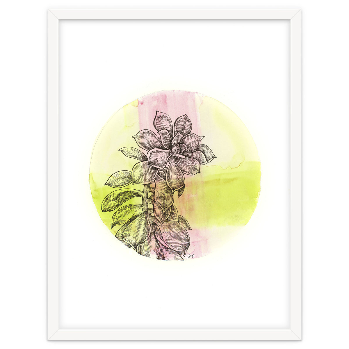 Succulent On Pink And Green