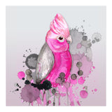 Galah cockatoo (Print Only) thumbnail