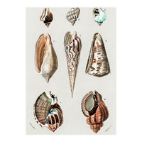 Different types of mollusks illustrated (Print Only)