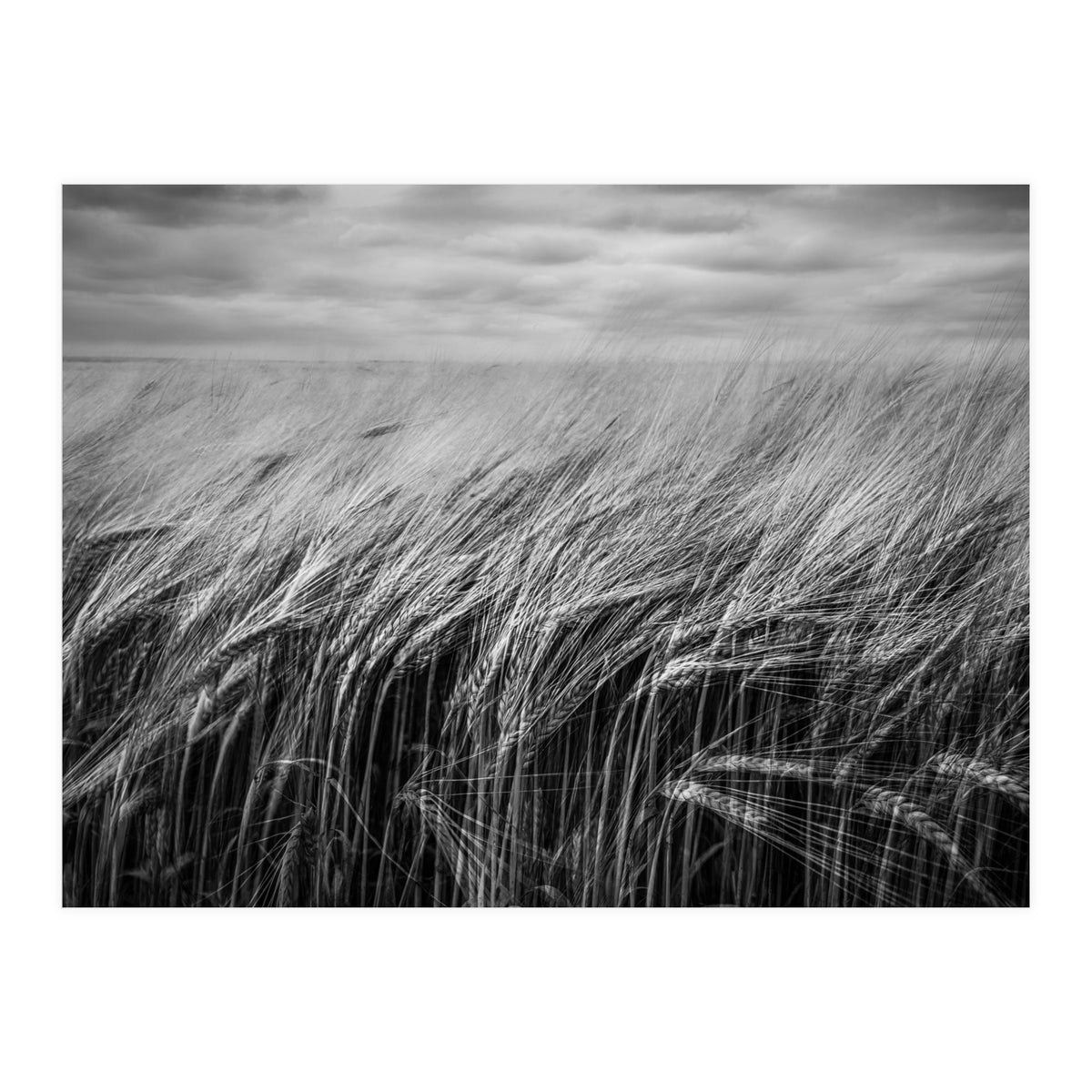 Moody Barley Field (Print Only)