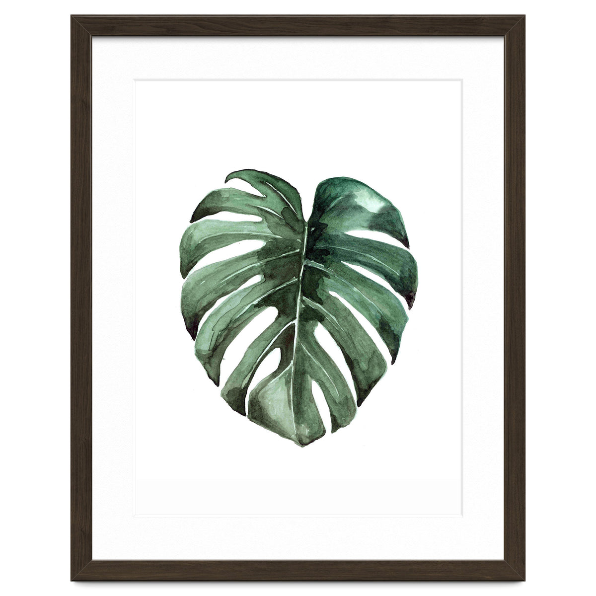 Botanical Illustration Monstera Deliciosa