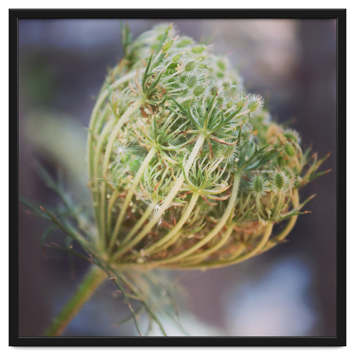 Seed head