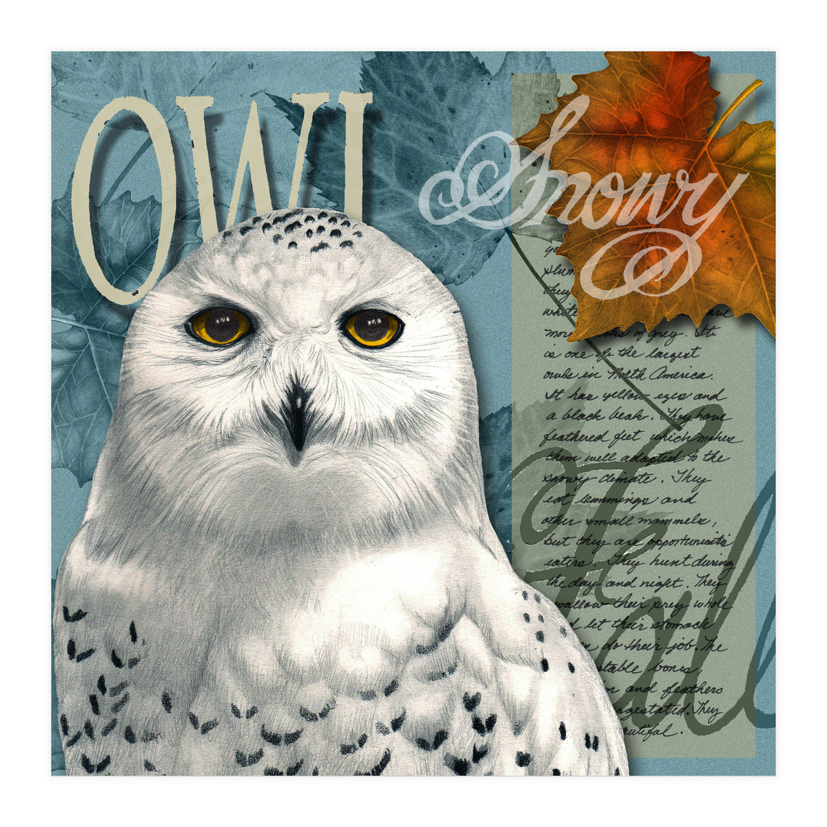 Snow Owl (Print Only)