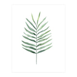 Botanical Illustration Fern (Print Only) thumbnail
