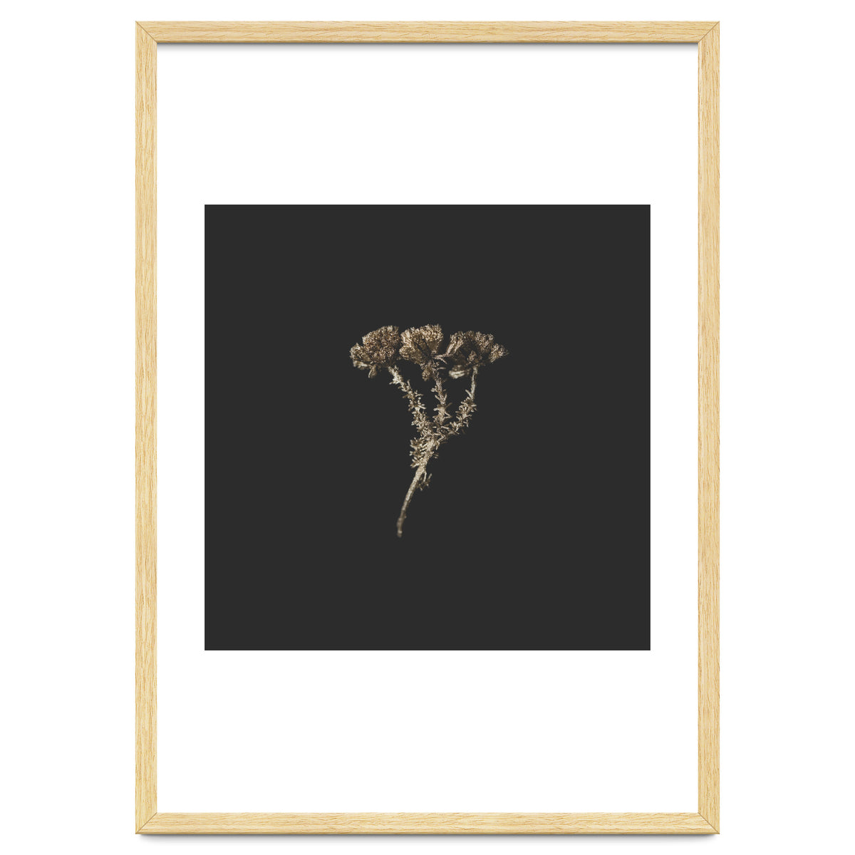 Gold Burst Botanicals - Square