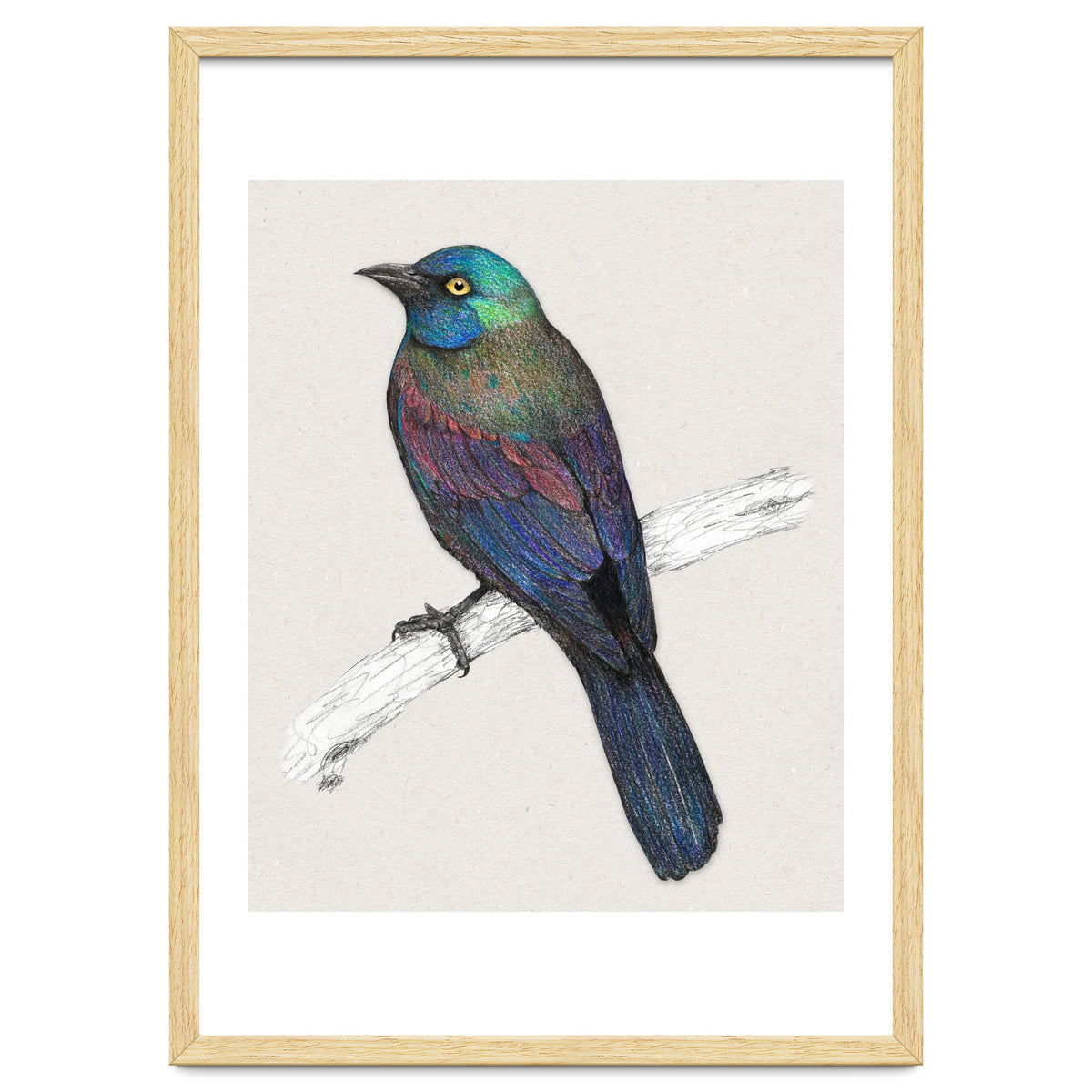 Common Grackle