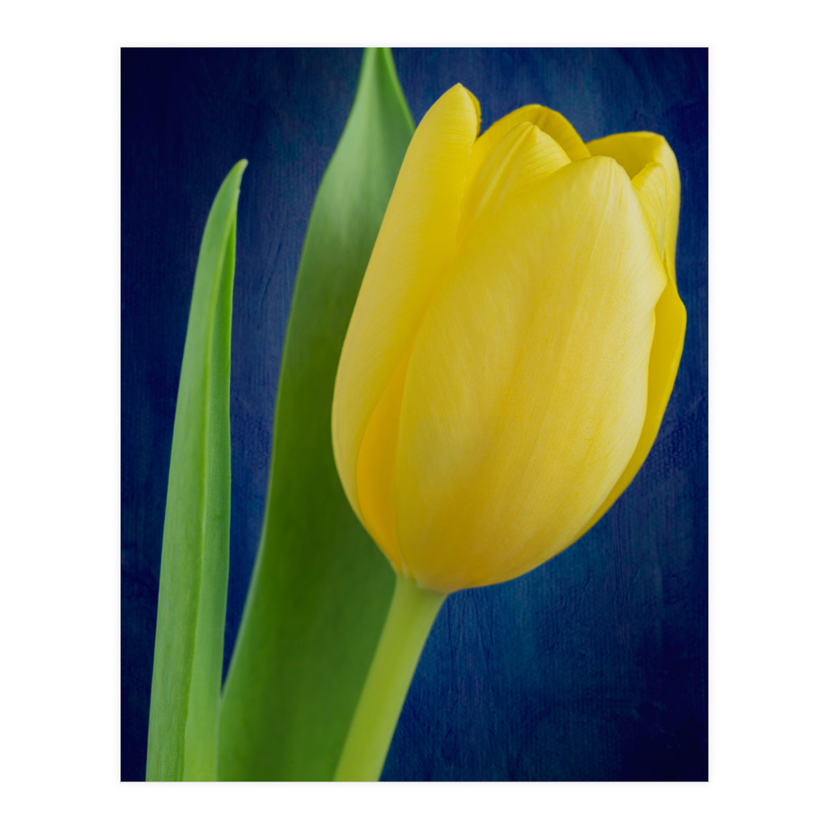 Tulip (Print Only)