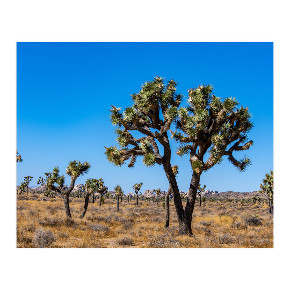 Joshua Trees (Print Only)