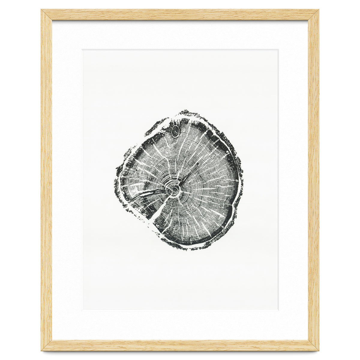 Tree Ring Print, Albion Basin, Utah, Pine Tree Print