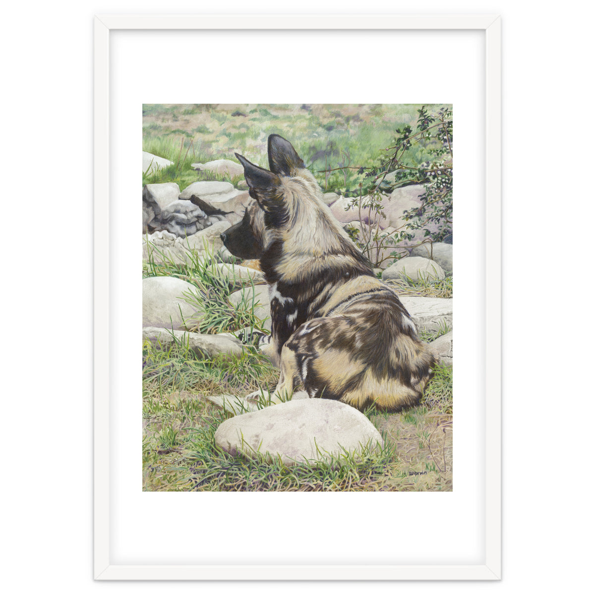 African Painted Dog I