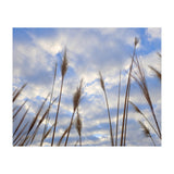 Autumn Grass (Print Only) thumbnail