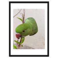 Cute Parrot