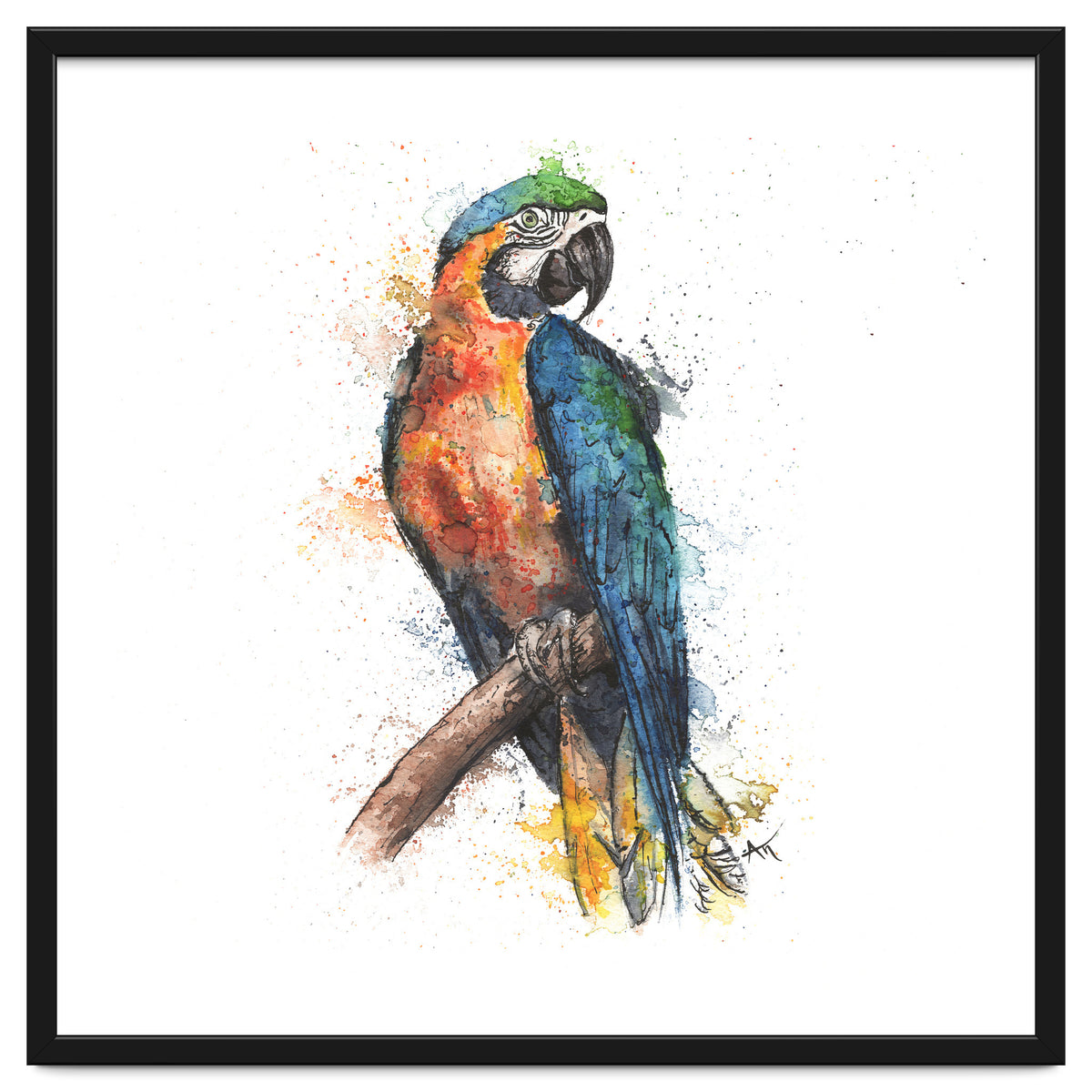 Parrot - Wildlife Collection