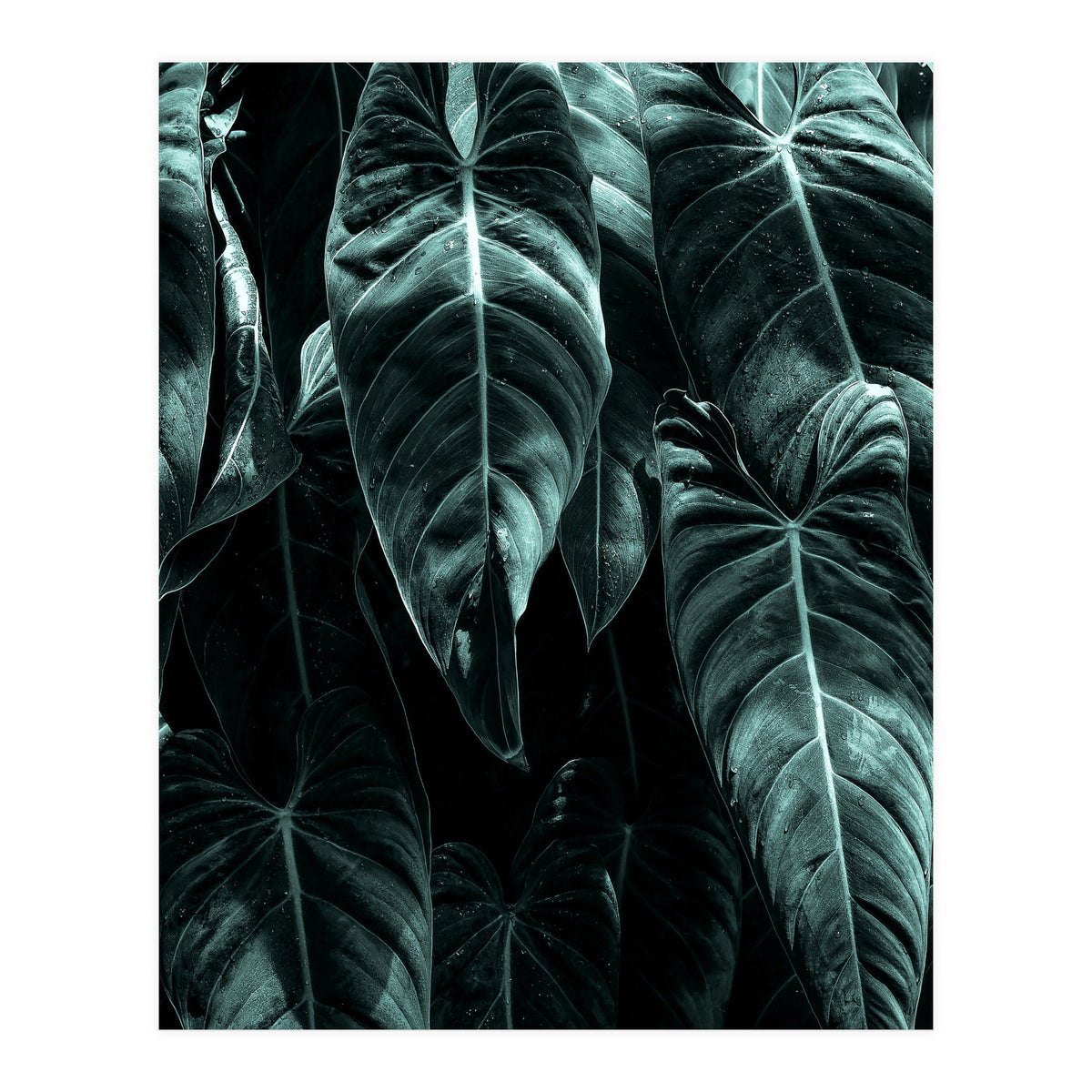 The Jungle (Print Only)