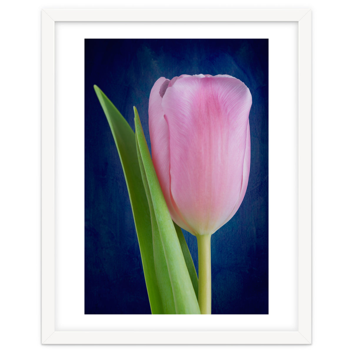 Tulip