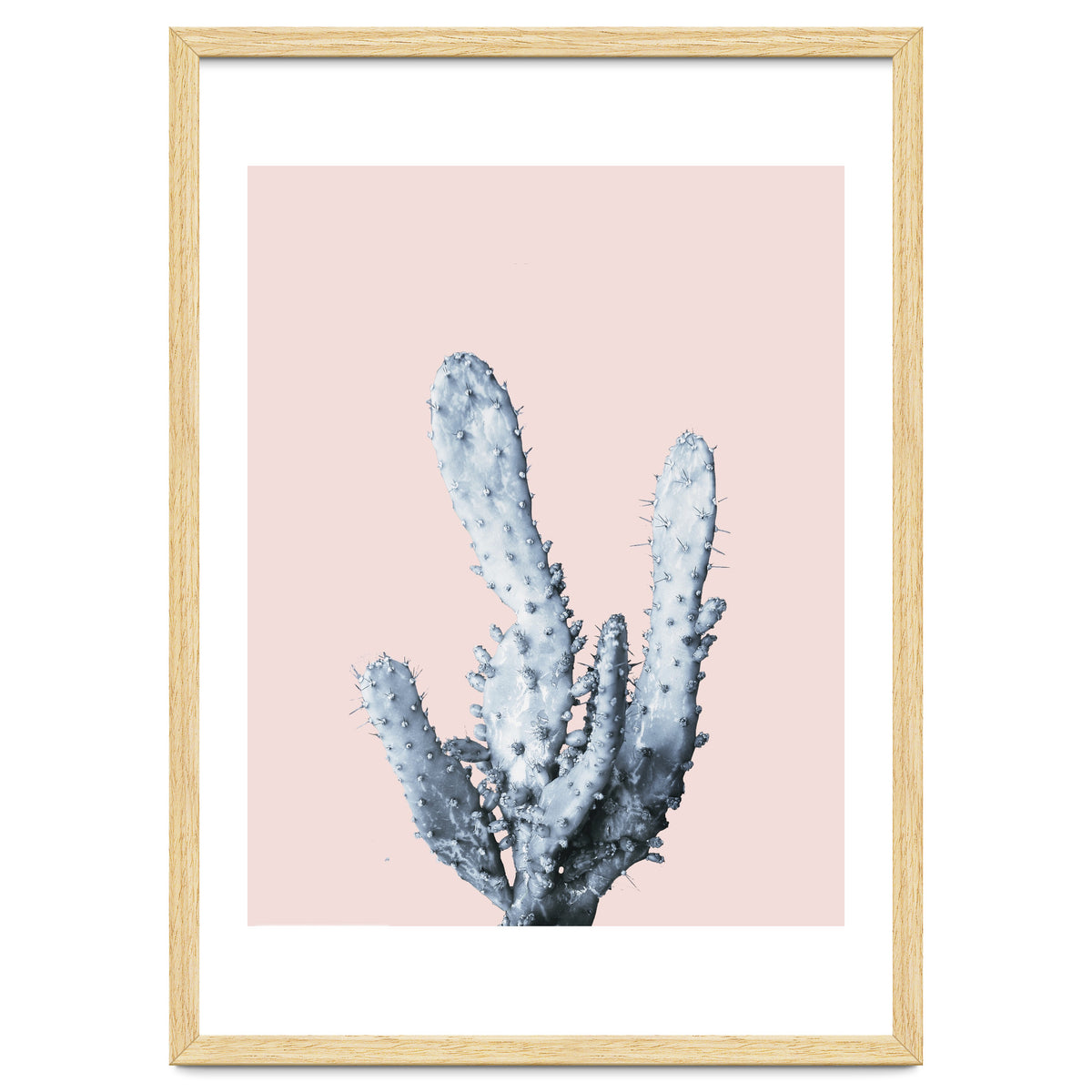 Cactus collection BL-I