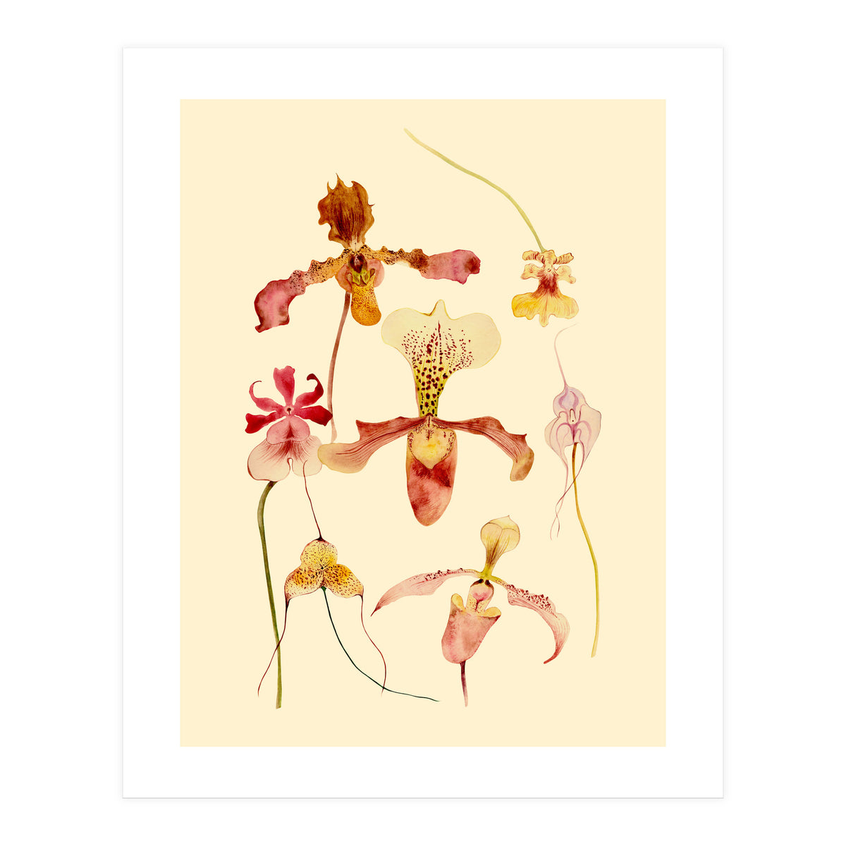 Orchids #2 (Print Only)