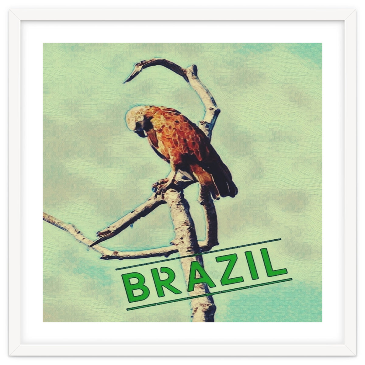 Eagle in Brazil