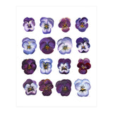 A Watercolour Study Of Violas (Print Only) thumbnail