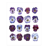 A Watercolour Study Of Violas (Print Only)