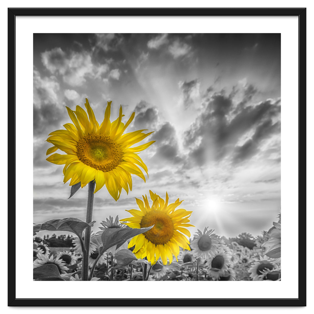 Focus on two sunflowers