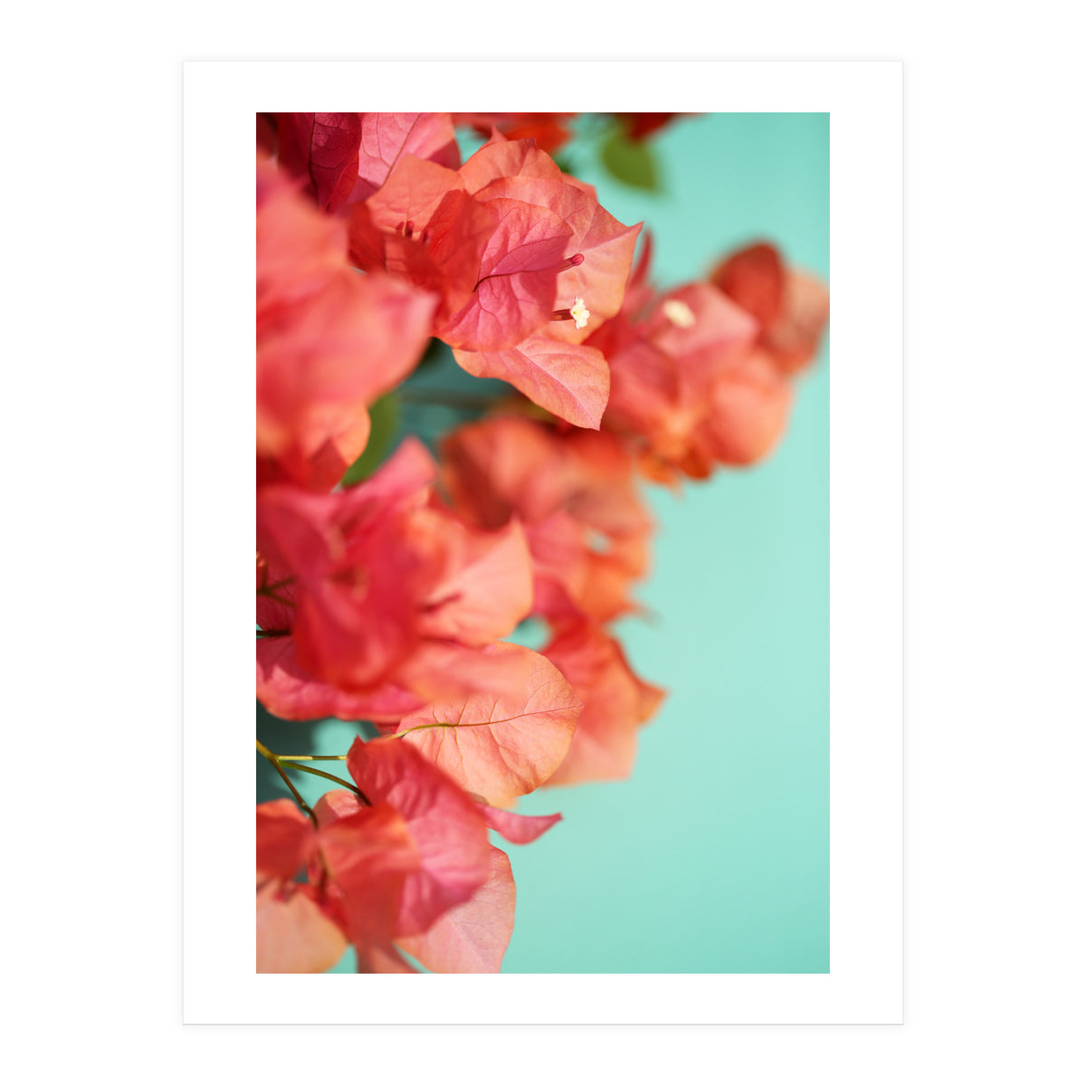 Bright Star #1  (Print Only)