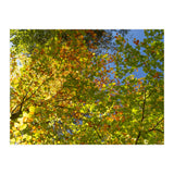Colors Of Fall (Print Only) thumbnail