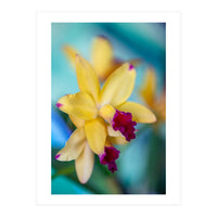 Cattleya Orchidee (Print Only)