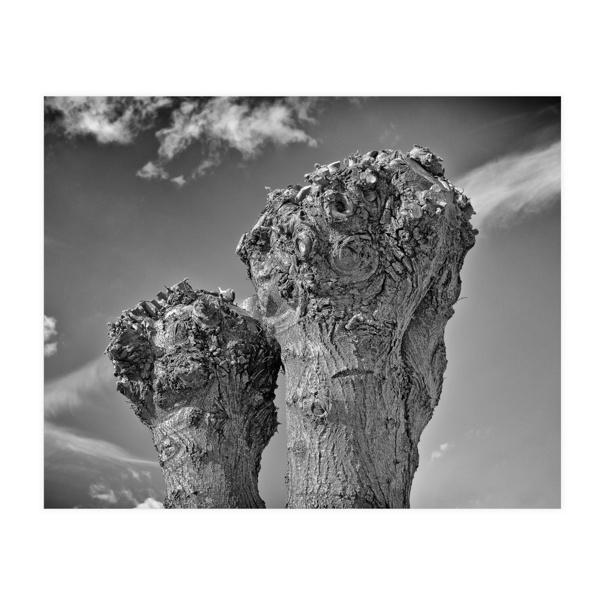 Cut down 2 (Print Only)