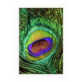 Peacock feather (Print Only) thumbnail