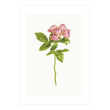 Cc Roses 04 (Print Only) thumbnail