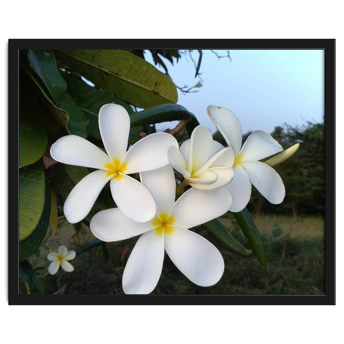 Frangipani