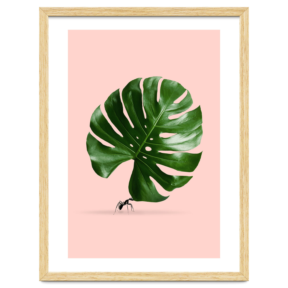 Monstera Ant