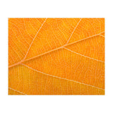 Autumn Leaf (Print Only) thumbnail