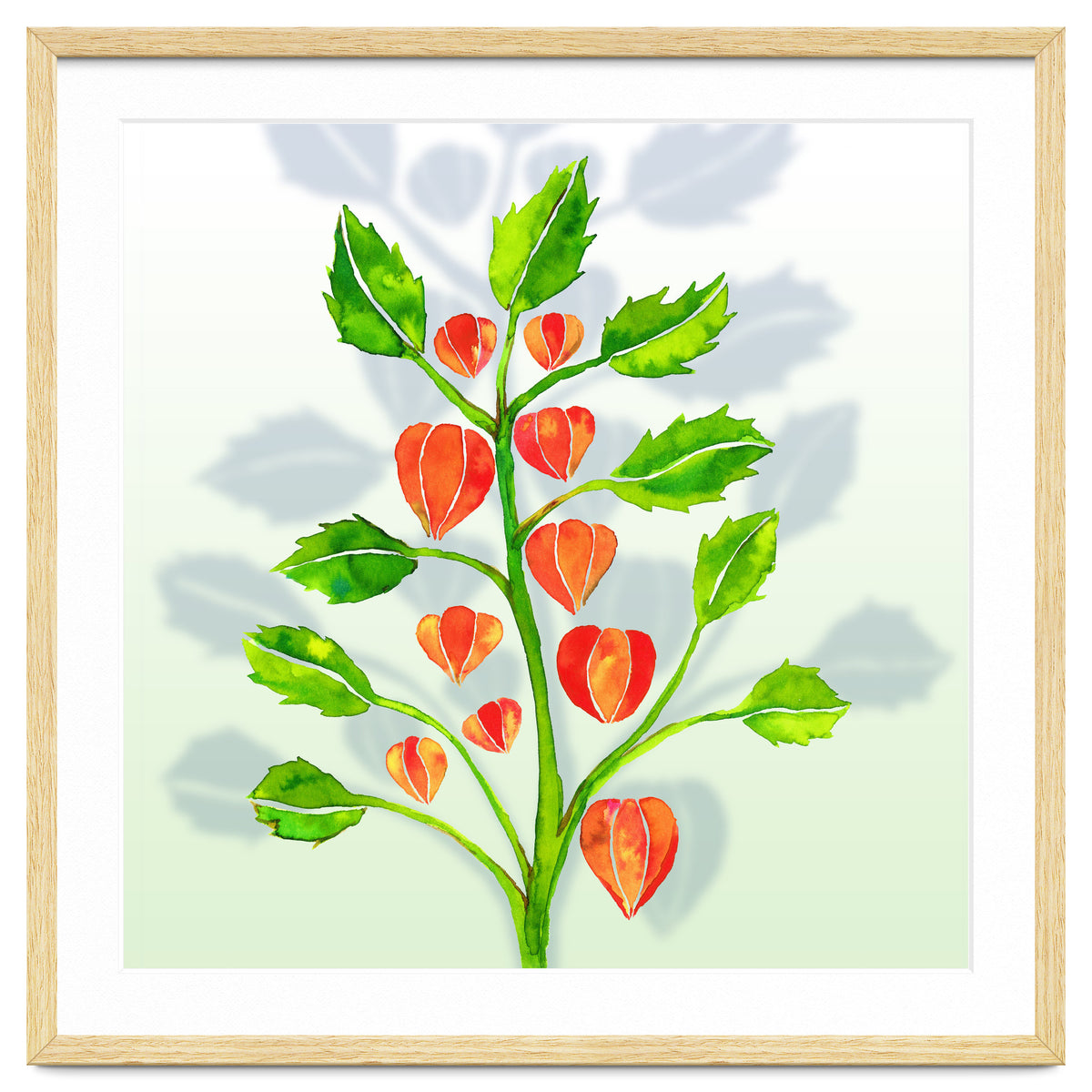 Physalis