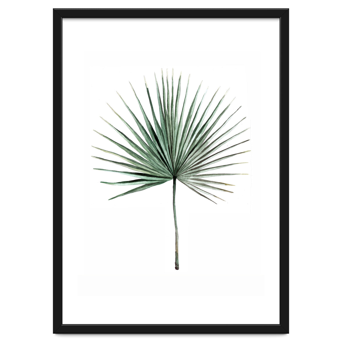 Botanical Illustration Fanpalm