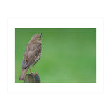 Watching the rain (Print Only) thumbnail