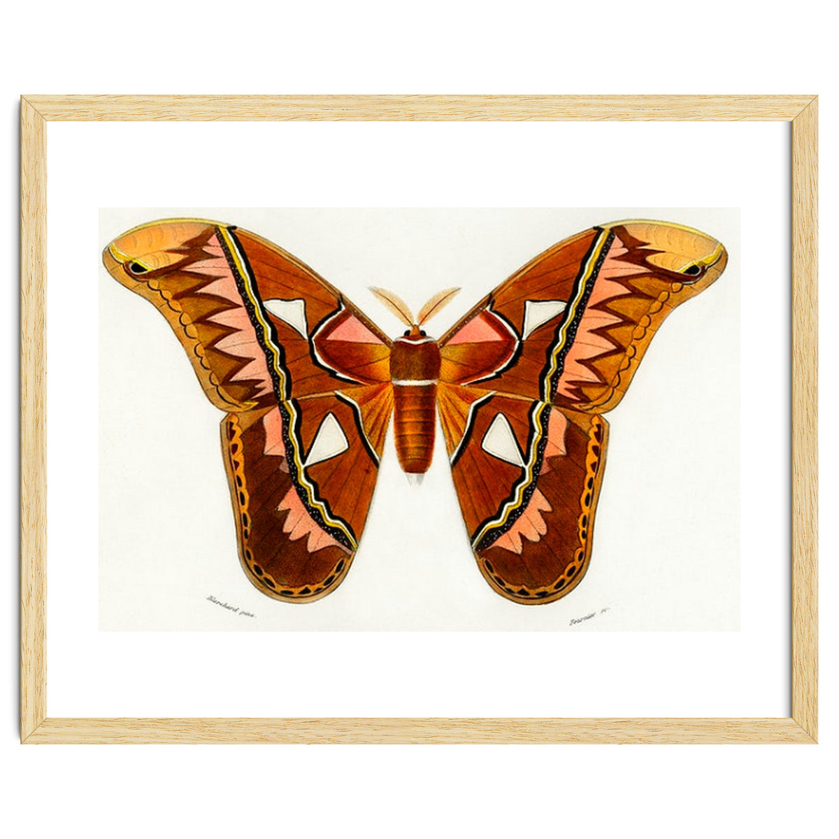 Attacus Atlas Moth illustrated