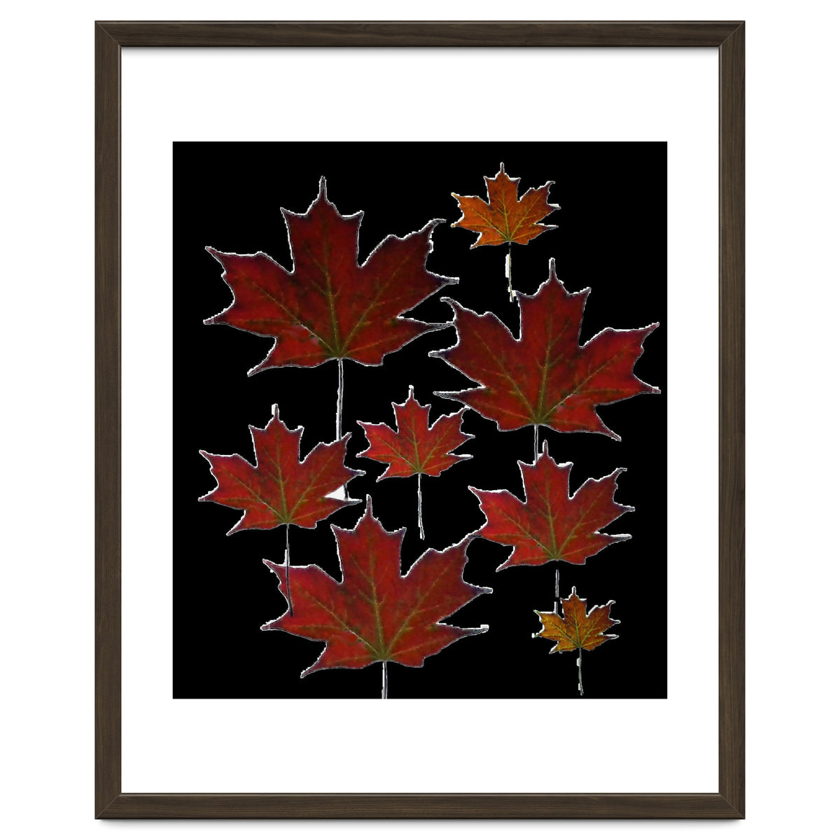 Red Autumn Leaves on Black Ground.