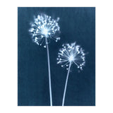 Indigo Dandelion (Print Only) thumbnail