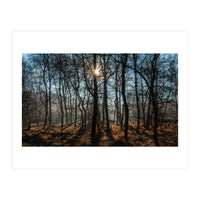 A Special Morning in Heath Warren Woods - Hampshire (Print Only)