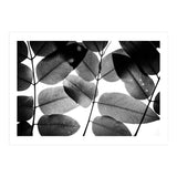 Experiments with Leaves II (Print Only) thumbnail