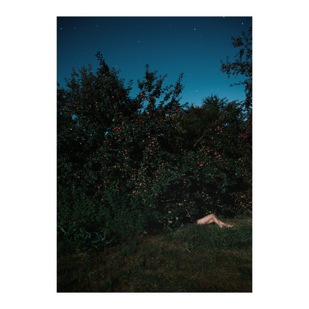 The Cider House Legs (Print Only)